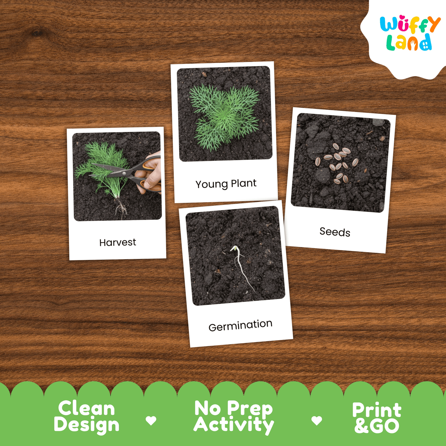 Dill Life Cycle Montessori 3-Part Cards - Science Botany Flashcards
