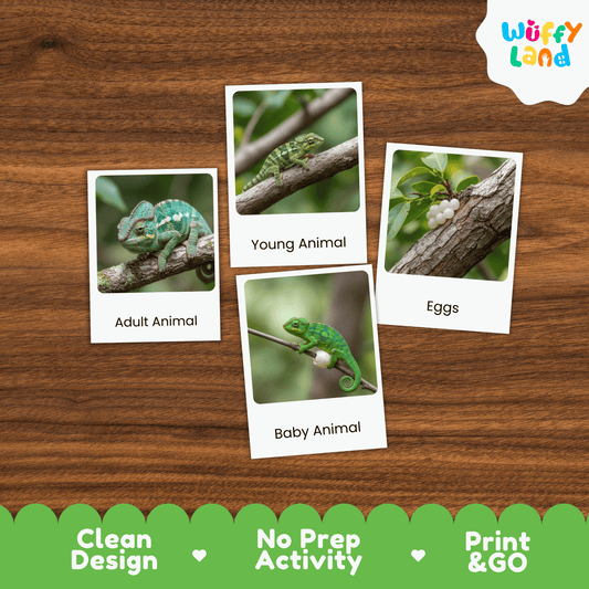 Chameleon Life Cycle Montessori 3-Part Cards - Science Zoology Reptile Flashcard