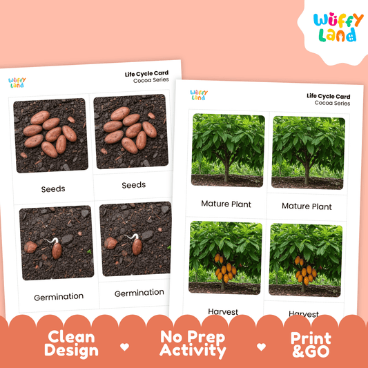 Cocoa Life Cycle Montessori 3-Part Cards - Science Botany Flashcards