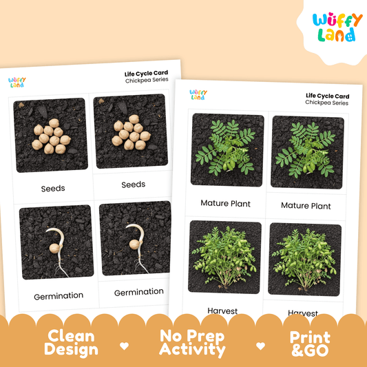 Chickpea Life Cycle Montessori 3-Part Cards - Science Botany Flashcards
