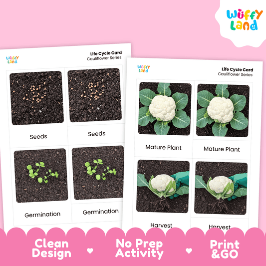Cauliflower Life Cycle Activity Cut&Paste Worksheet Science Plant Growth Sequence