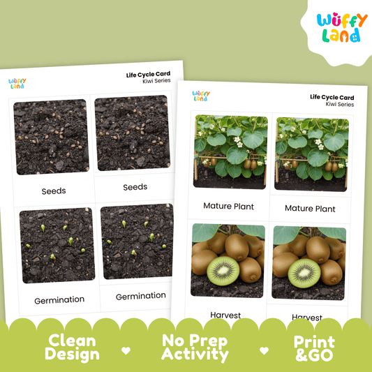 Kiwi Life Cycle Montessori 3-Part Cards - Science Botany Flashcards