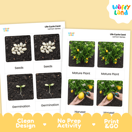 Lemon Life Cycle Montessori 3-Part Cards - Science Botany Flashcards