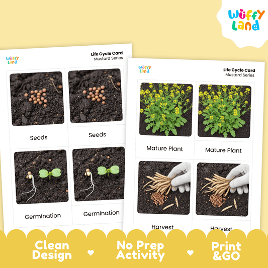 Mustard Life Cycle Montessori 3-Part Cards - Science Botany Flashcards