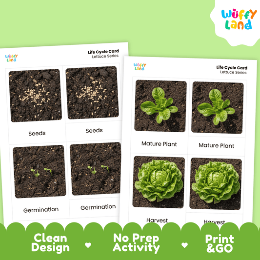 Lettuce Life Cycle Flashcards Montessori 3 Part Cards Science Activity Garden