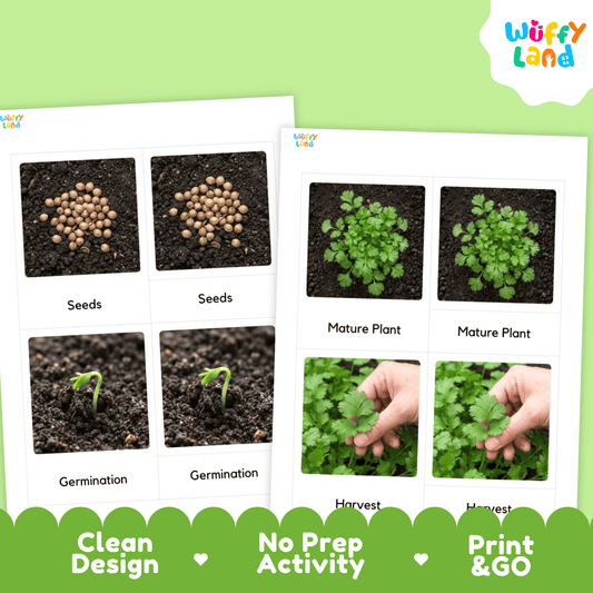 Coriander Life Cycle Flashcards Montessori 3 Part Cards Science Activity Garden