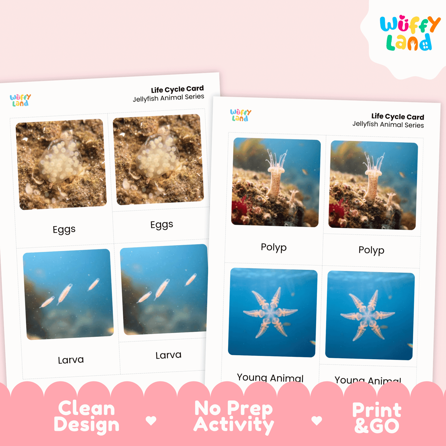 Jellyfish Life Cycle Montessori 3-Part Cards - Science Zoology Marine Flashcards