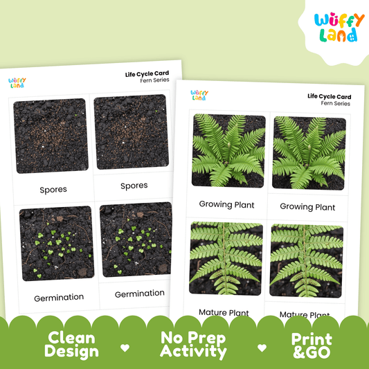 Fern Life Cycle Montessori 3-Part Cards - Science Botany Flashcards