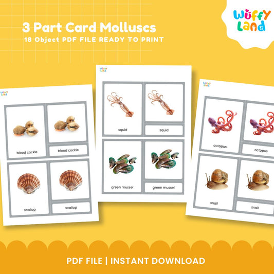 Montessori 3 Part Card Zoology Mollusks or Molluscs