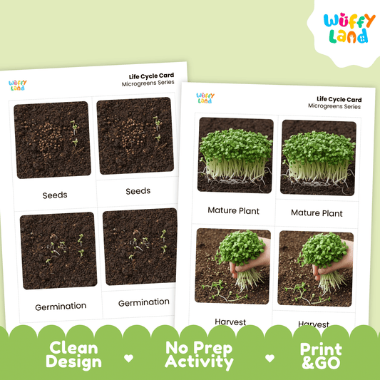 Microgreens Life Cycle Montessori 3-Part Cards - Science Botany Flashcards