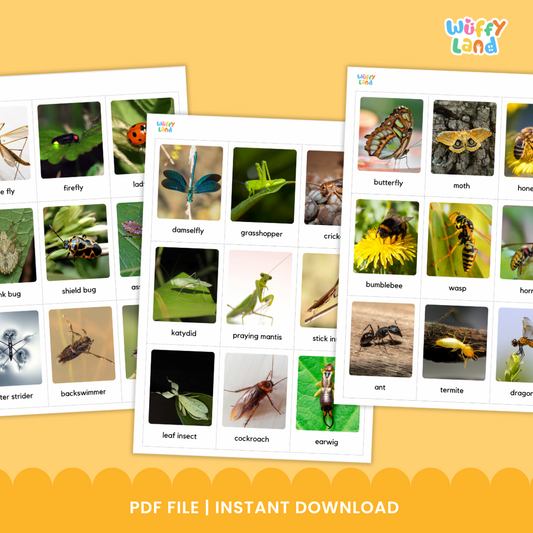 Bugs and Insects Flashcards With Real Picture 45 Vocabulary Card