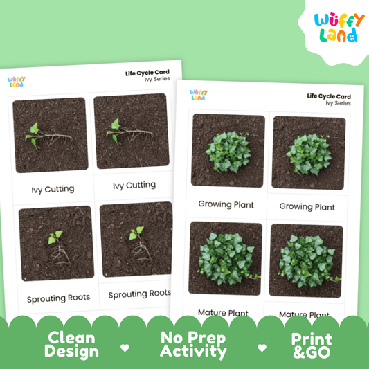 Ivy Life Cycle Montessori 3-Part Cards - Science Botany Flashcards