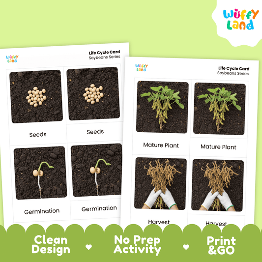 Soybeans Life Cycle Montessori 3-Part Cards - Science Botany Flashcards