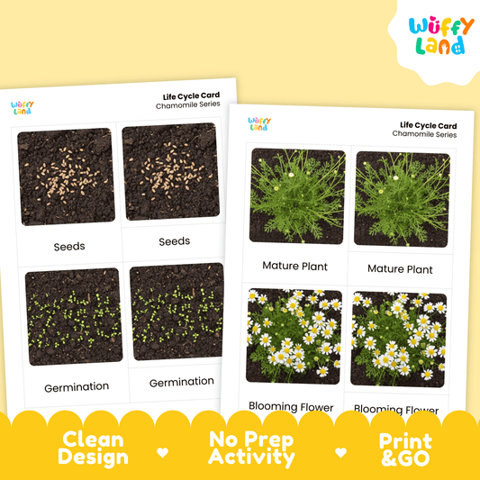 Chamomile Life Cycle Montessori 3-Part Cards - Science Botany Flashcards