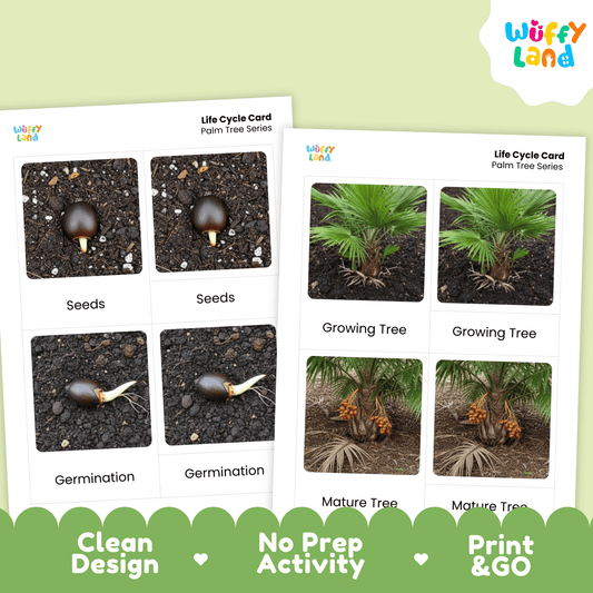 Palm Tree Life Cycle Montessori 3-Part Cards - Science Botany Flashcards