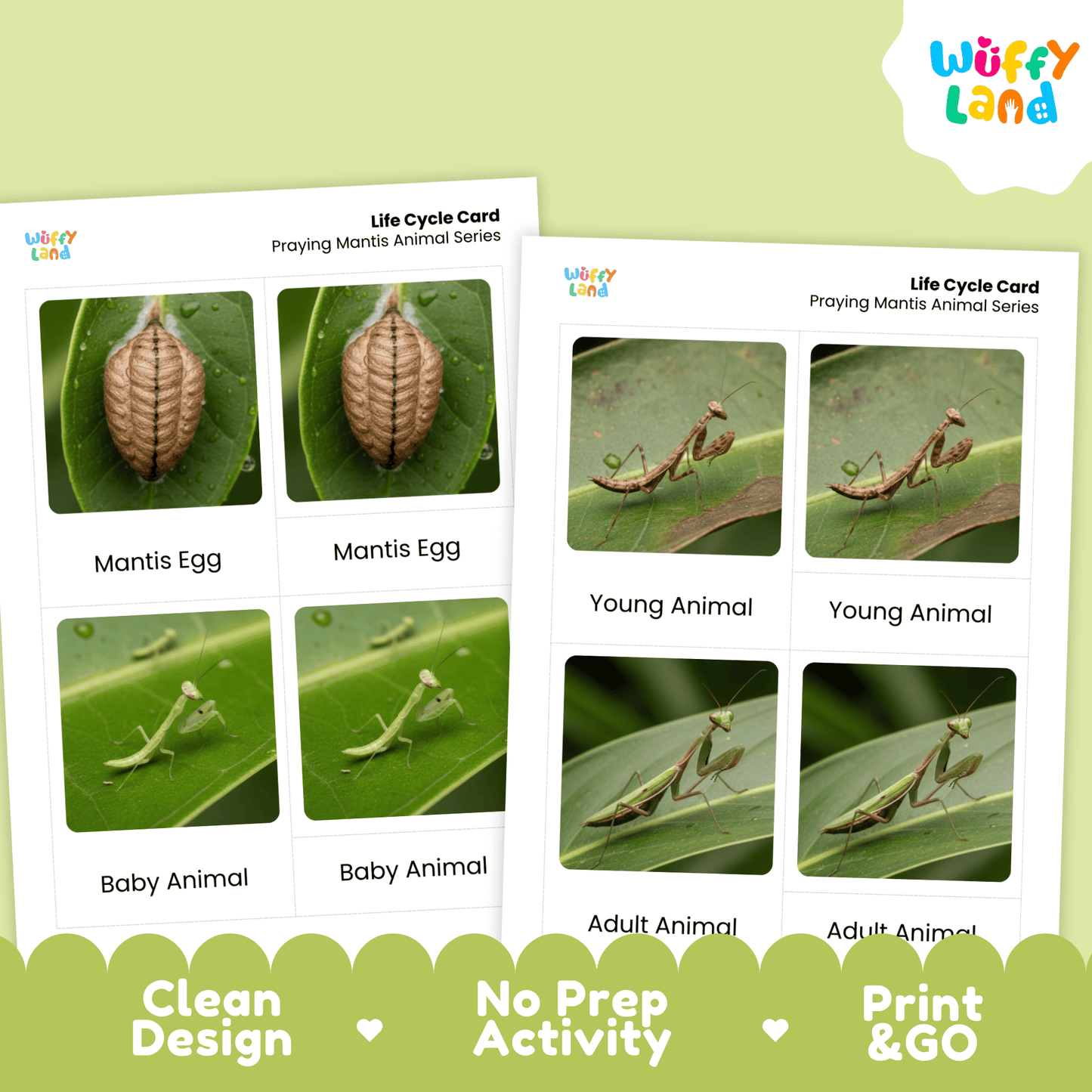Praying Mantis Life Cycle Montessori 3-Part Cards - Science Zoology Insect Cards