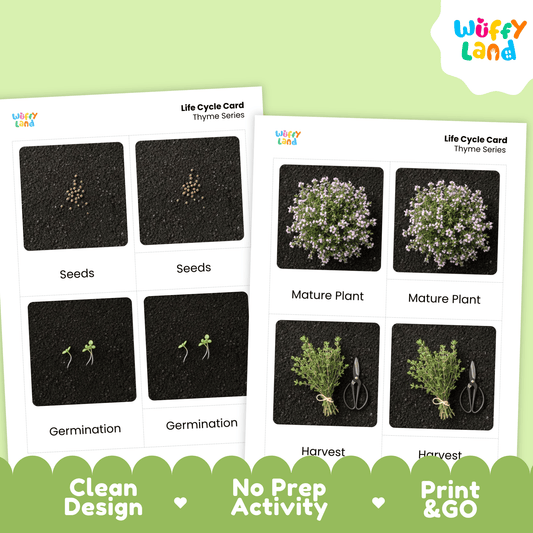 Thyme Life Cycle Montessori 3-Part Cards - Science Botany Flashcards