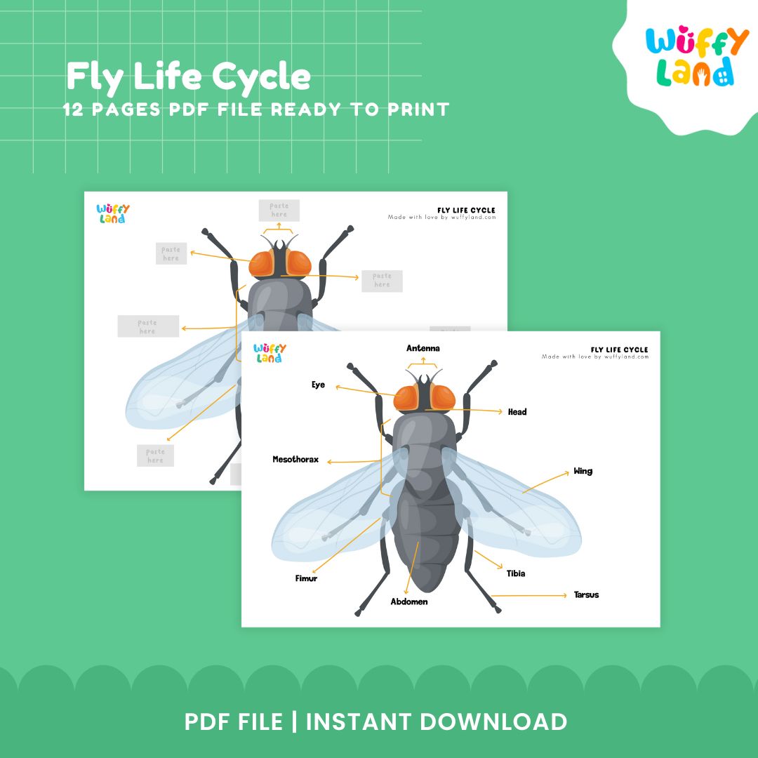 Fly Life Cycle Printable - Educational Science Activity for Kids - Montessori Inspired Learning