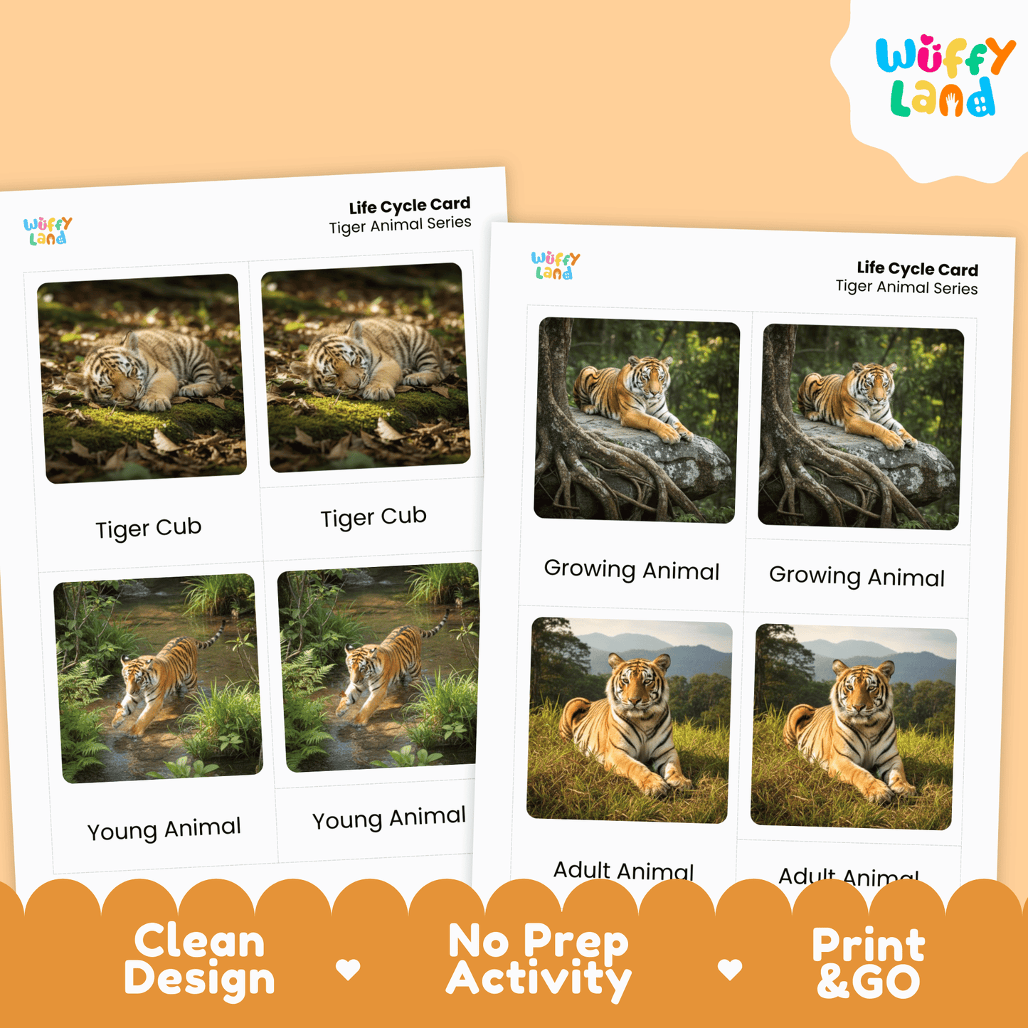 Tiger Life Cycle Montessori 3-Part Cards - Science Zoology Mammal Flashcards