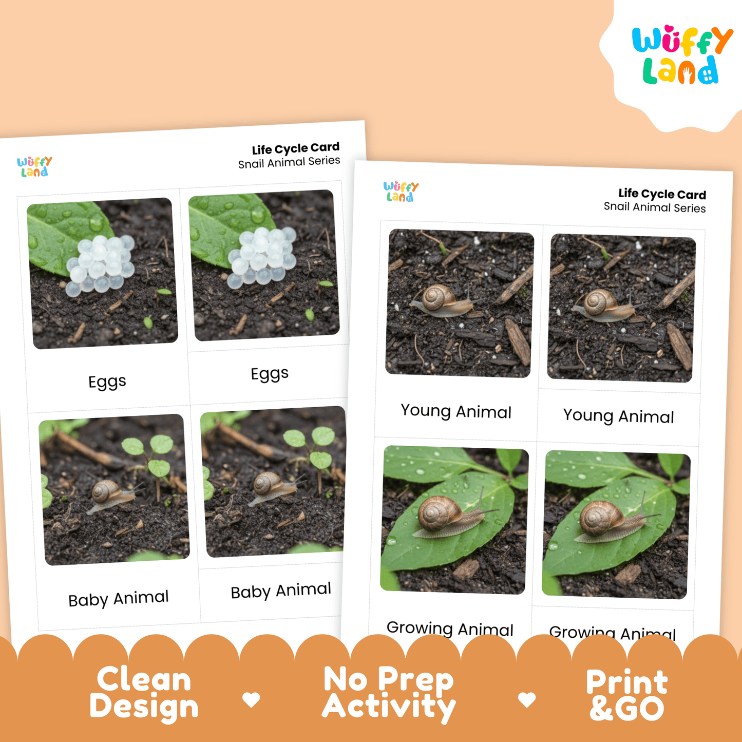 Snail Life Cycle Montessori 3-Part Cards - Science Zoology Flashcards