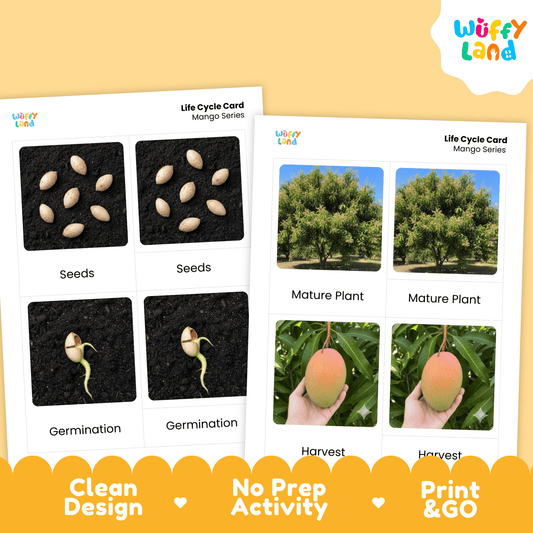 Mango Life Cycle Montessori 3-Part Cards - Science Botany Flashcards