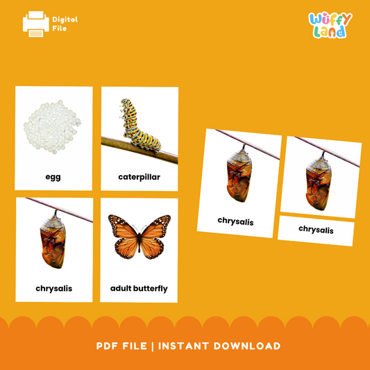 Butterfly Life Cycle 3 Part Cards - Montessori Science Activity