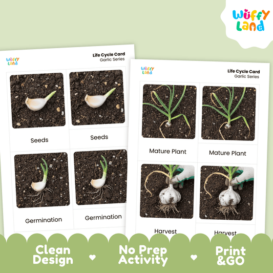 Garlic Life Cycle Flashcards Montessori 3 Part Cards Science Activity Garden