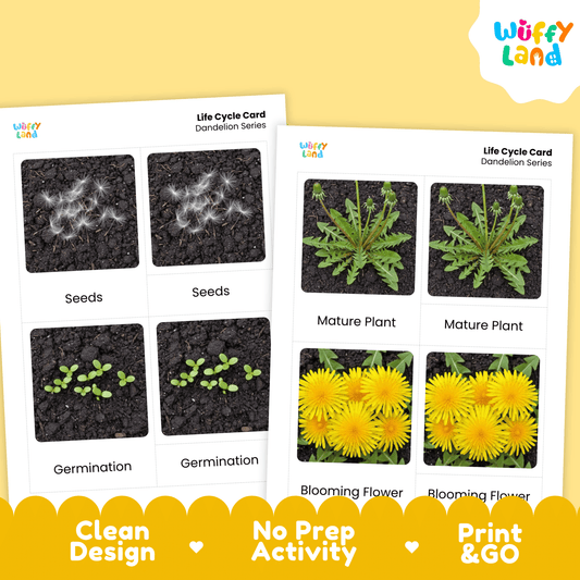 Dandelion Life Cycle Montessori 3-Part Cards - Science Botany Flashcards