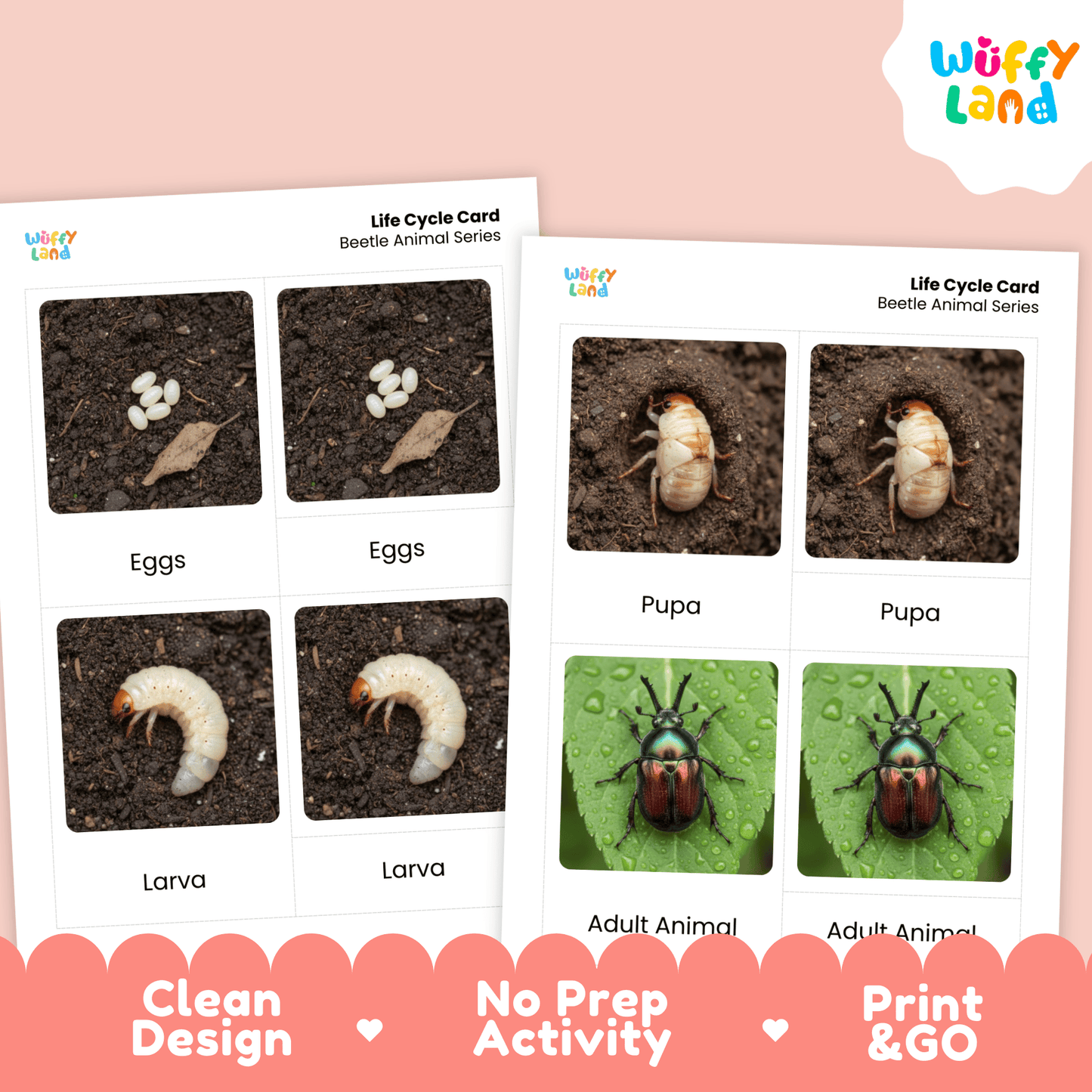Beetle Life Cycle Montessori 3-Part Cards - Science Zoology Flashcards