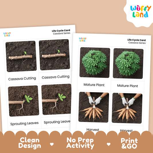 Cassava Life Cycle Montessori 3-Part Cards - Science Botany Flashcards