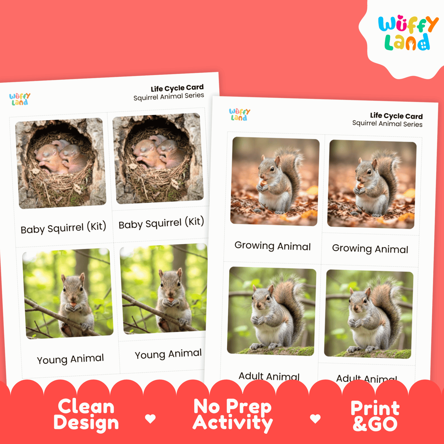 Squirrel Life Cycle Montessori 3-Part Cards - Science Zoology Mammal Flashcards