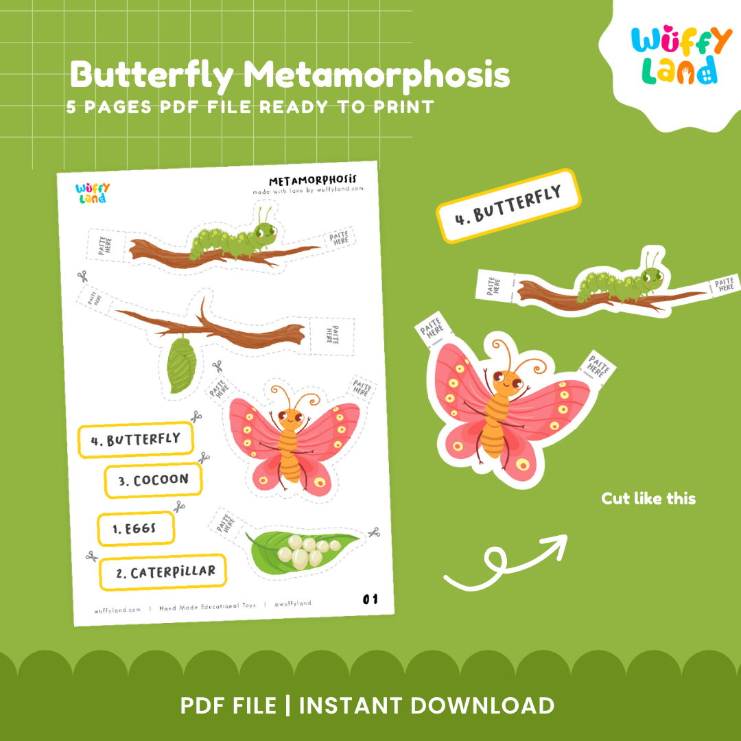 Butterfly Metamorphosis