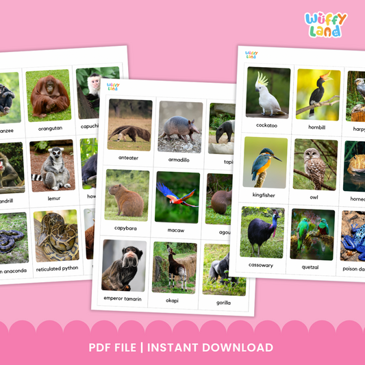 South American Animal Flashcards with Real Images