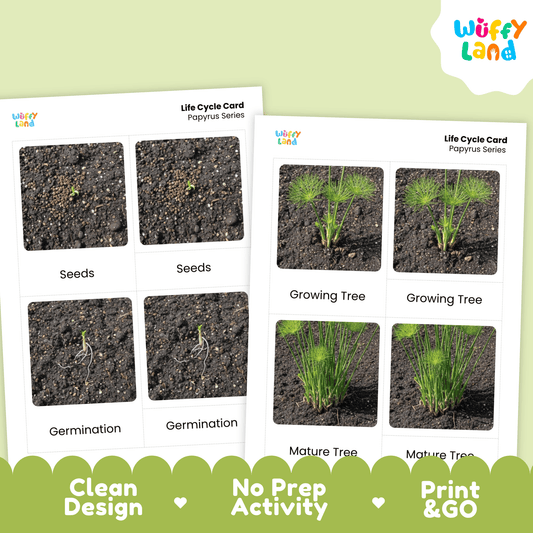 Papyrus Life Cycle Montessori 3-Part Cards - Science Botany Flashcards