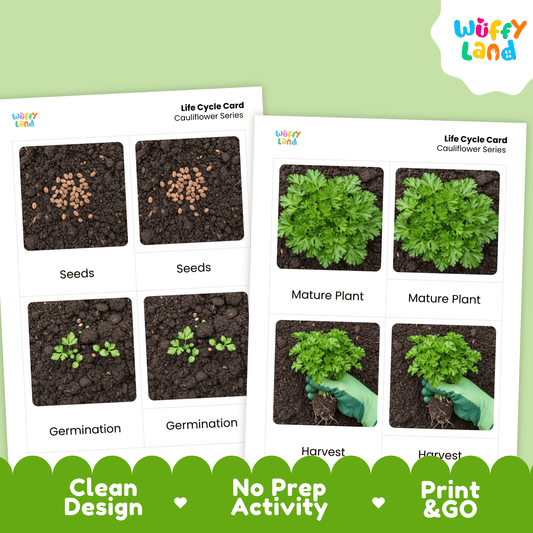 Parsley Life Cycle Activity Cut&Paste Worksheet Science Plant Growth Herb Garden