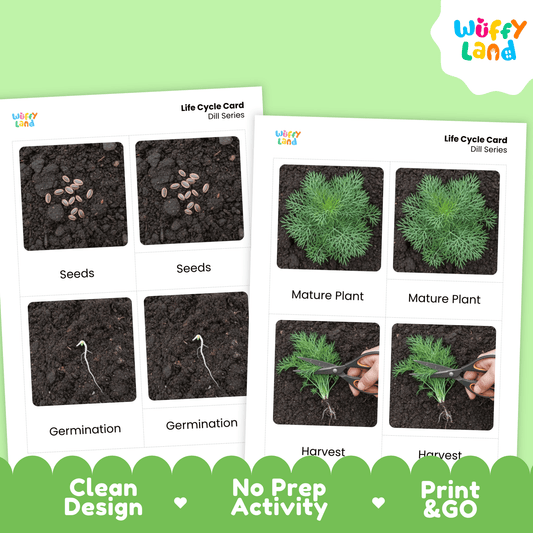 Dill Life Cycle Montessori 3-Part Cards - Science Botany Flashcards