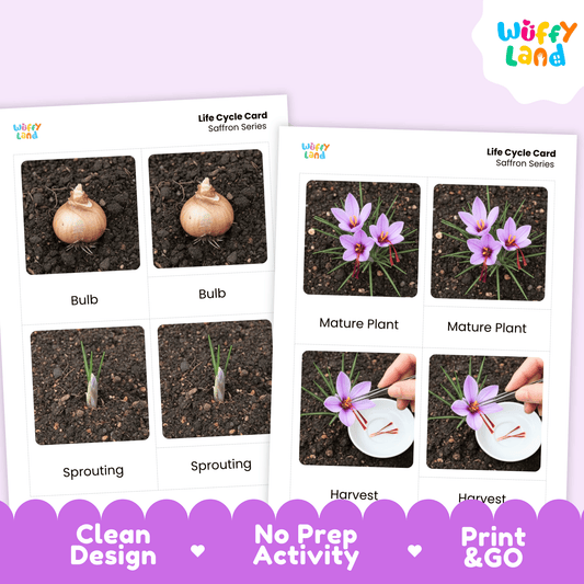 Saffron Life Cycle Montessori 3-Part Cards - Science Botany Flashcards