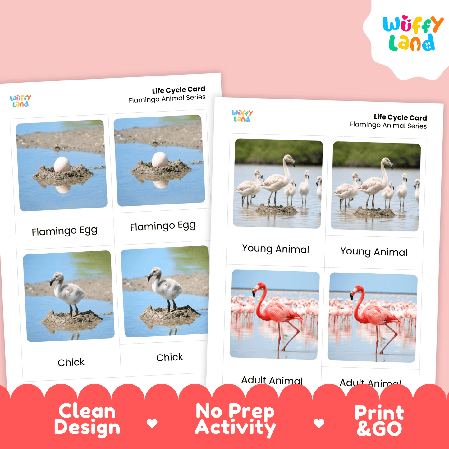 Flamingo Life Cycle Montessori 3-Part Cards - Science Zoology Bird Flashcards