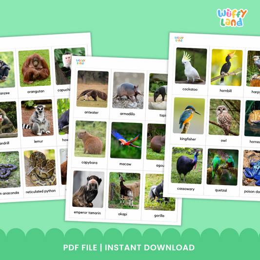 Jungle Animal Flashcard - Printable 54 Card Montessori Materials with Real Image