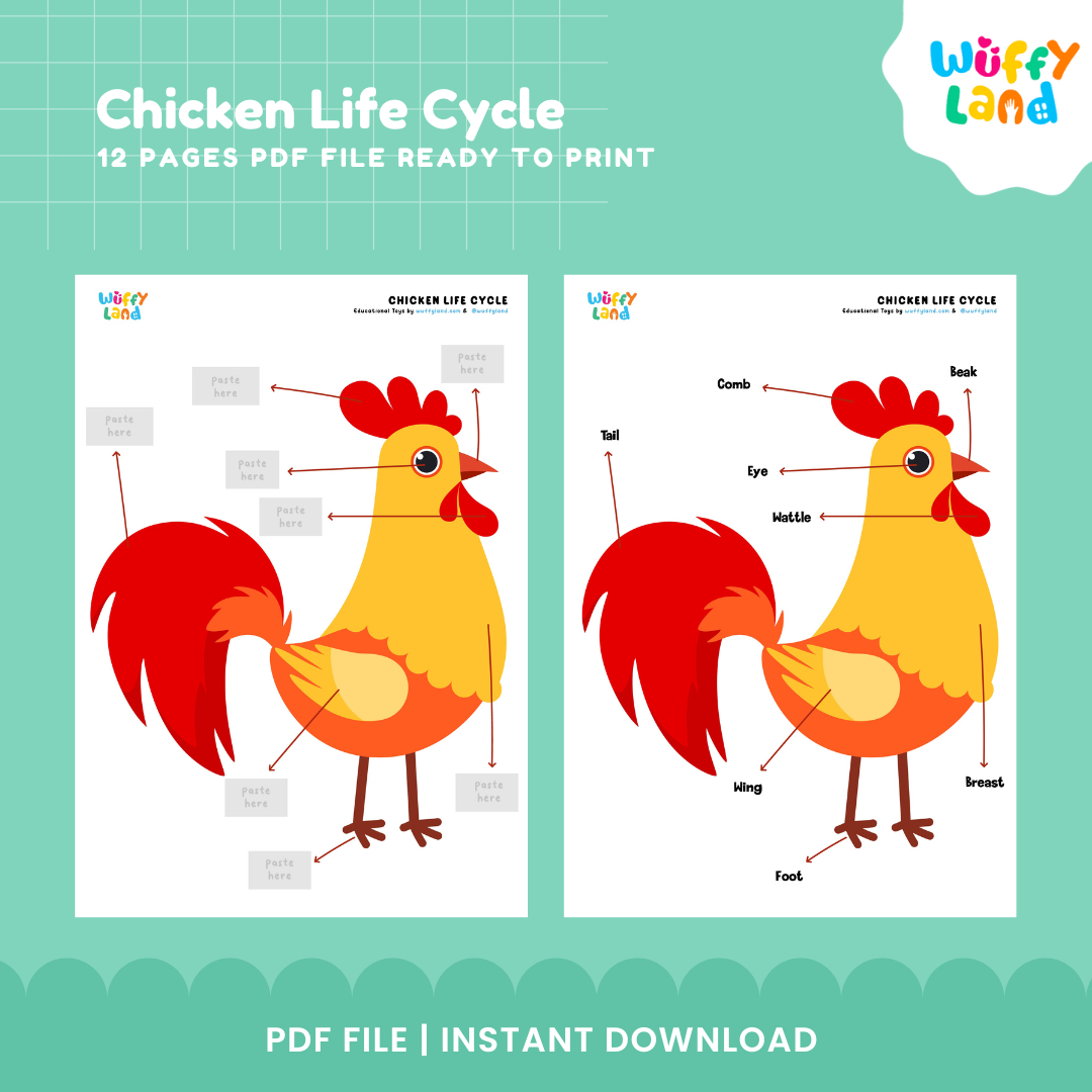 Chicken Life Cycle Printable - Educational Activity for Kids