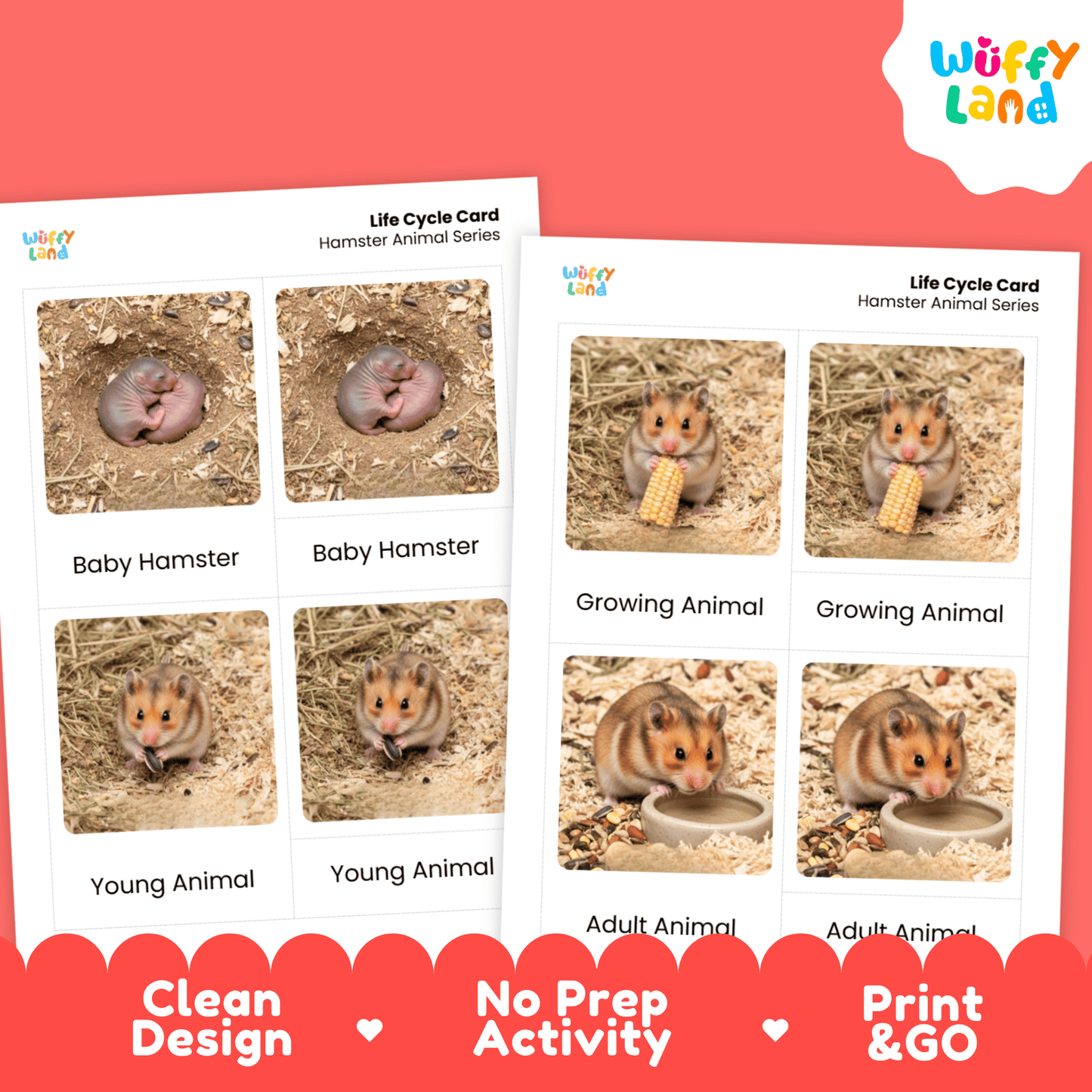 Hamster Life Cycle Montessori 3-Part Cards - Science Zoology Mammal Flashcards
