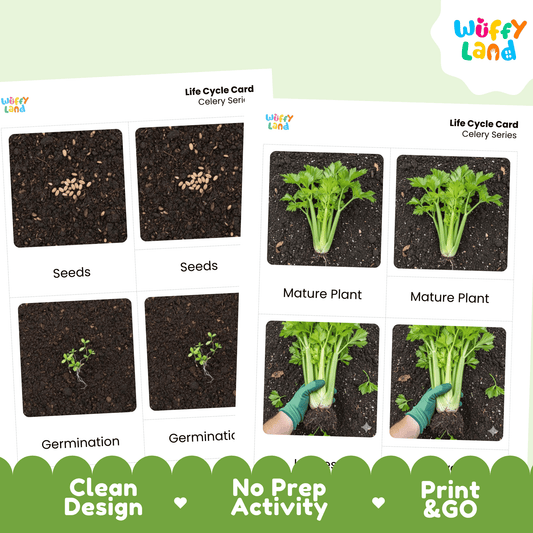 Celery Life Cycle Activity Cut Paste Worksheet Science Plant Growth Sequencing