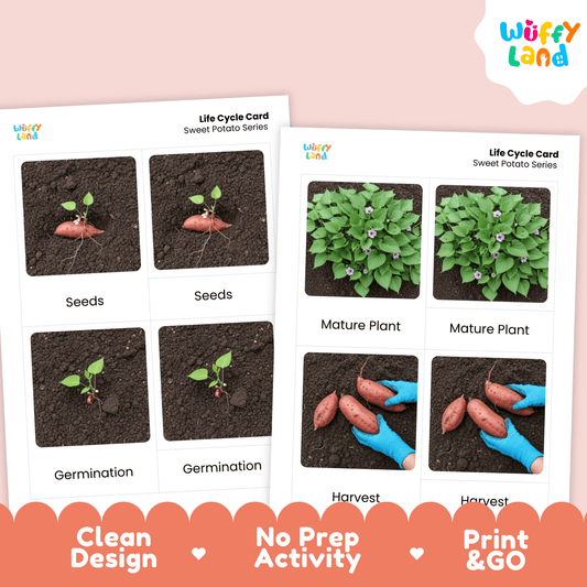 Sweet Potato Life Cycle Flashcards Montessori 3 Part Cards Science Activity Garden
