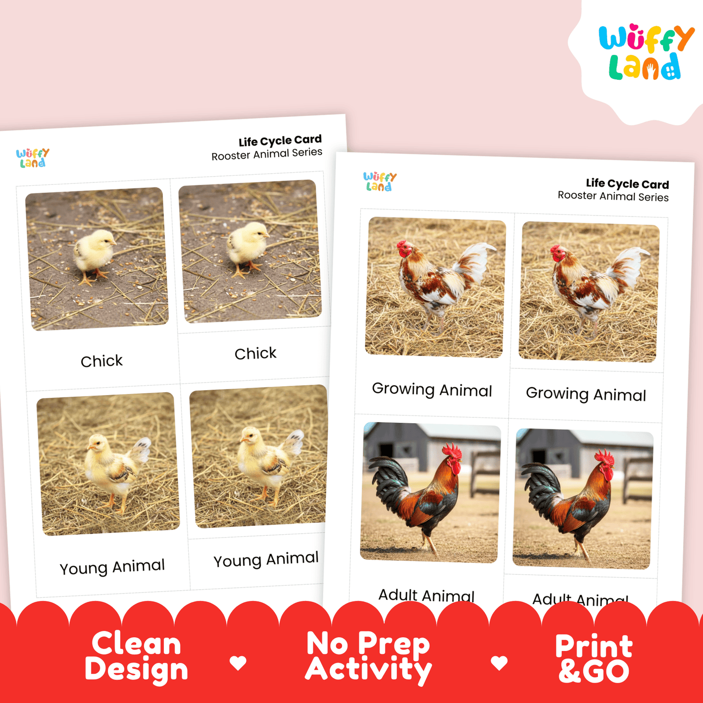 Rooster Life Cycle Montessori 3-Part Cards - Science Zoology Farm Bird Flashcard