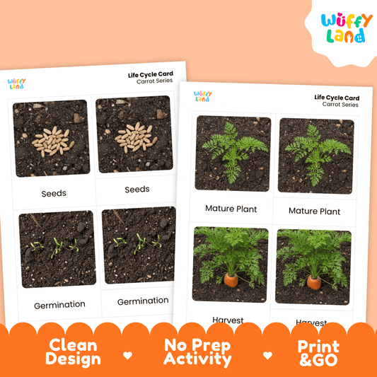 Carrot Life Cycle Flashcards Montessori 3 Part Cards Science Activity Garden