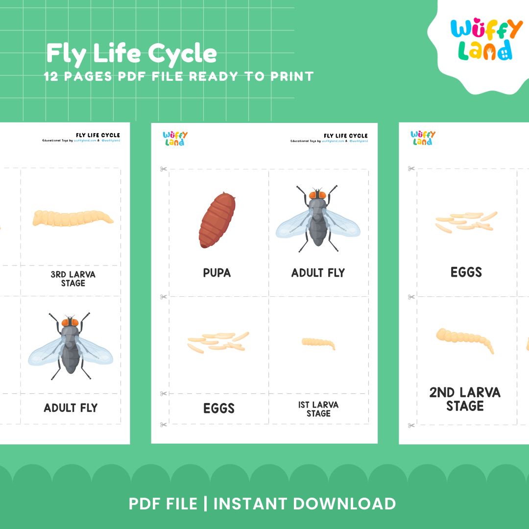 Fly Life Cycle Printable - Educational Science Activity for Kids - Montessori Inspired Learning
