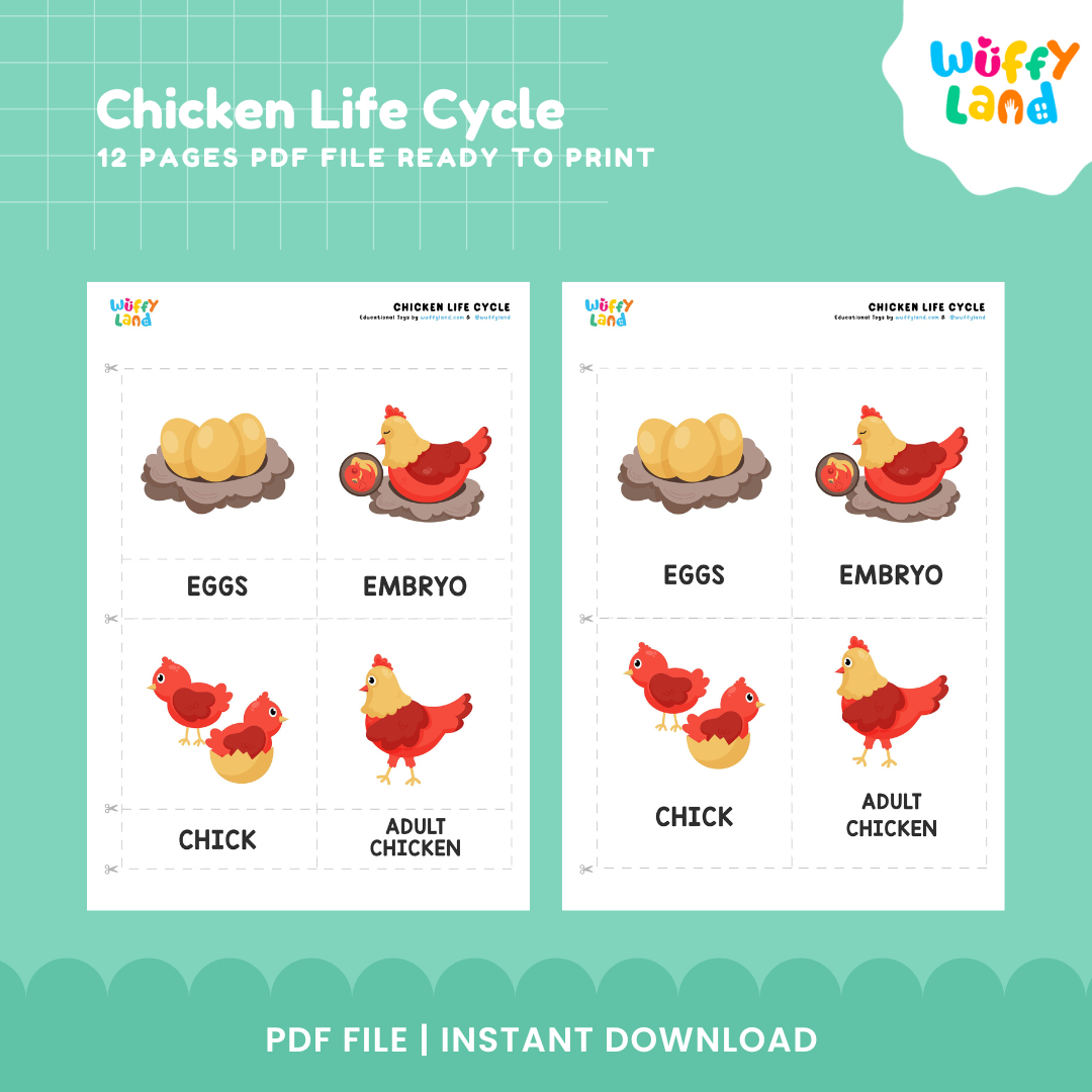 Chicken Life Cycle Printable - Educational Activity for Kids