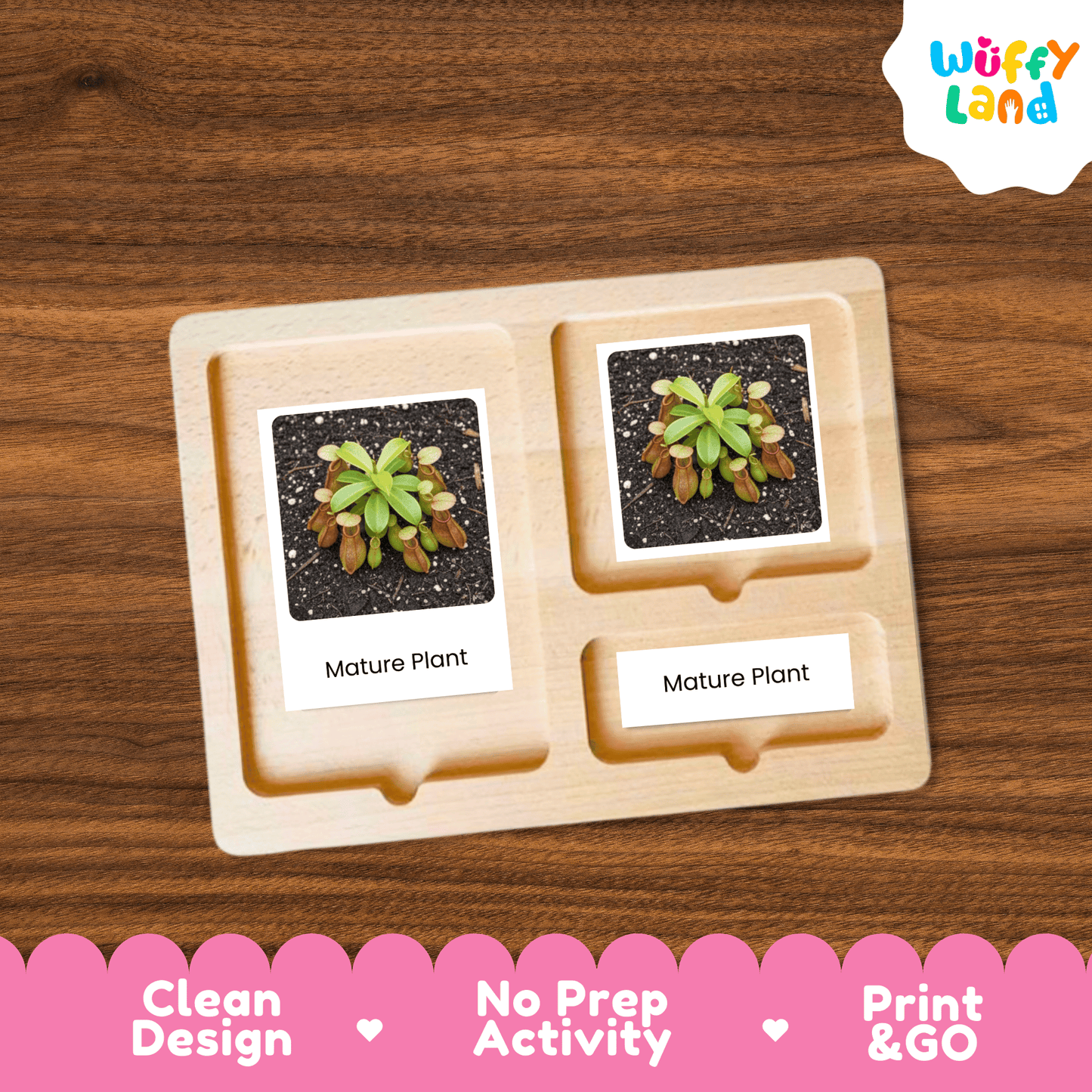 Pitcher Plant Life Cycle Montessori 3-Part Cards - Science Botany Flashcards Wuffyland