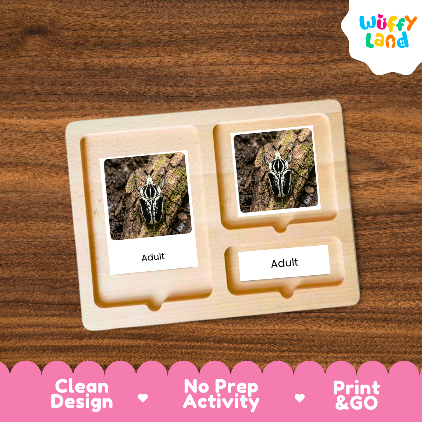 Goliath Beetle Life Cycle Flashcard 3 Part Cards Science Activity Printable