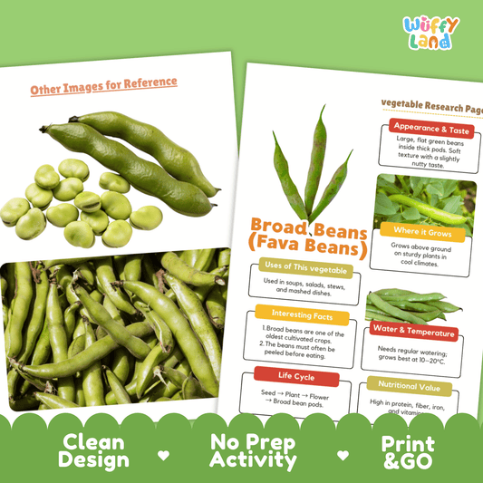 Broad Beans Fava Beans Vegetable Research Activity Worksheet Healthy Eating